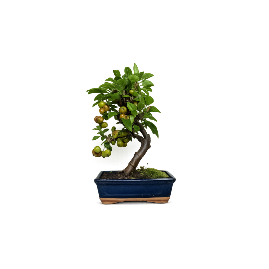 Crabapple Bonsai | Malus Domestica 