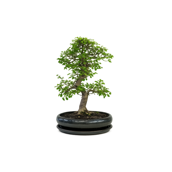 Bonsai Zelcova Exclusive