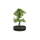 Bonsai Zelcova Exclusive