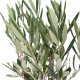 Ελιά Μπονσάι (bonsai)  σε κεραμικό κασπώ 