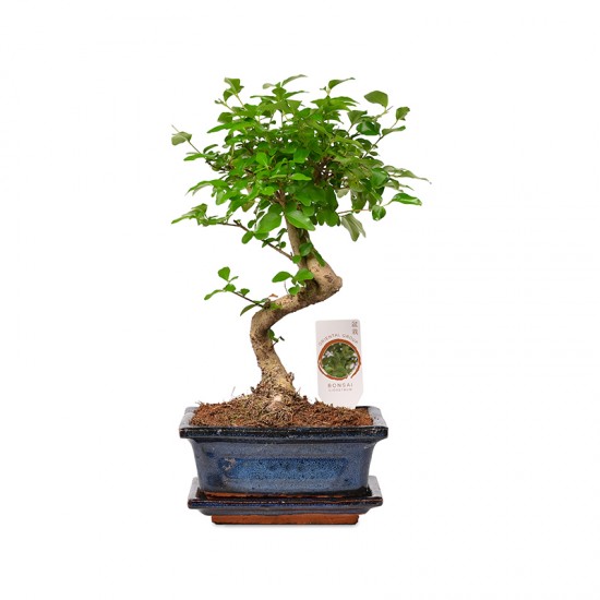 Bonsai Zelcova Karmona
