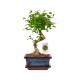 Bonsai Zelcova Karmona