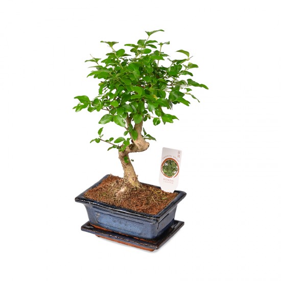 Bonsai Zelcova Karmona