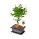 Bonsai Zelcova Karmona