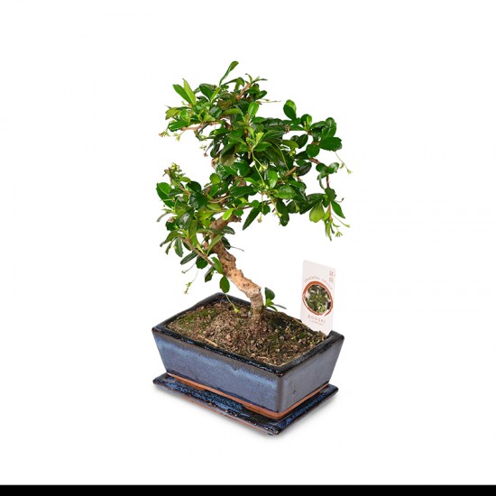Bonsai Zelcova Karmona