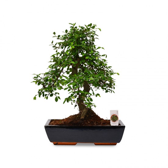 Bonsai Zelcova Karmona
