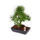 Bonsai Zelcova Karmona