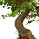 Bonsai Zelcova Karmona