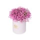 Pink baby's breath
