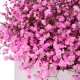 Pink baby's breath
