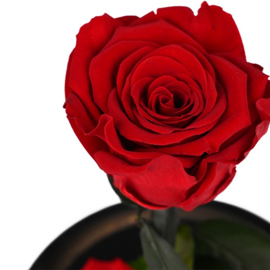 Forever Roses| Αιωνια Τριαντάφυλλα Κόκκινο 