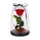 "The big one forever Roses"| Αιωνια Τριαντάφυλλα 