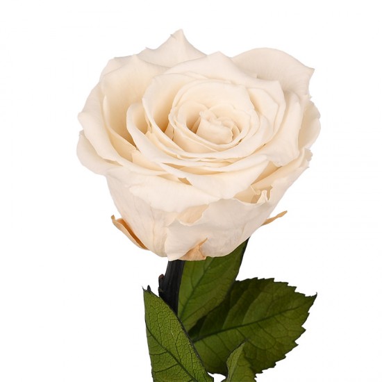 "The big one forever Roses"| Αιωνια Τριαντάφυλλα 