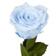 "The big one forever Roses"| Αιωνια Τριαντάφυλλα 