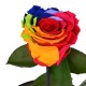 "The big one forever Roses"| Αιωνια Τριαντάφυλλα 