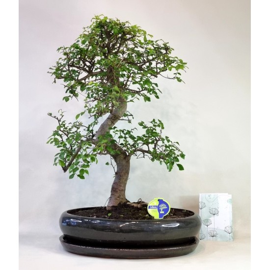 Bonsai Zelcova Exclusive