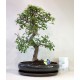 Bonsai Zelcova Exclusive