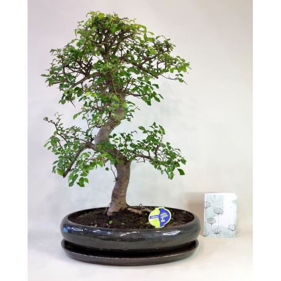Bonsai Zelcova Exclusive