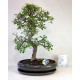 Bonsai Zelcova Exclusive