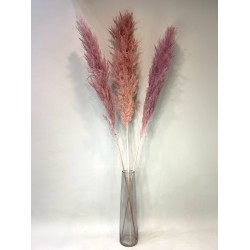 Pampas Grass  cherry ~ 120cm
