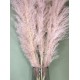 Pampas Grass  pink ~ 120cm