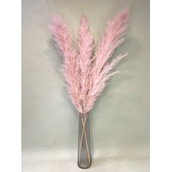 Pampas Grass  pink ~ 120cm