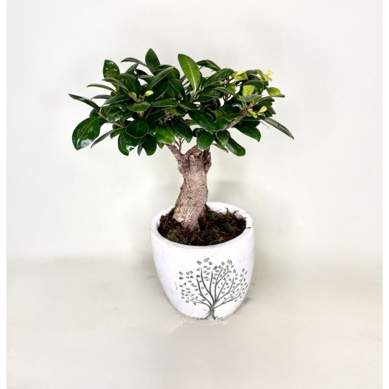 Μπονσάι (bonsai) mini σε κεραμικό κασπώ 