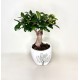 Μπονσάι (bonsai) mini σε κεραμικό κασπώ 
