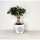 Μπονσάι (bonsai) mini σε κεραμικό κασπώ 