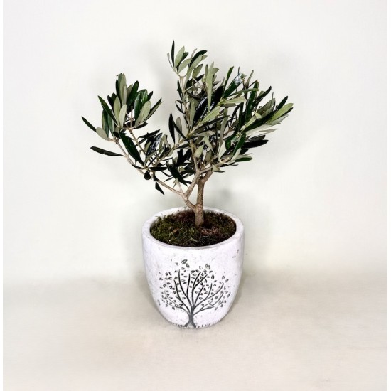 Ελιά Μπονσάι (bonsai)  σε κεραμικό κασπώ 