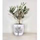 Ελιά Μπονσάι (bonsai)  σε κεραμικό κασπώ 