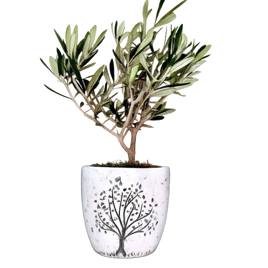 Ελιά Μπονσάι (bonsai)  σε κεραμικό κασπώ 