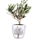 Ελιά Μπονσάι (bonsai)  σε κεραμικό κασπώ 