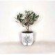Ελιά Μπονσάι (bonsai)  σε κεραμικό κασπώ 